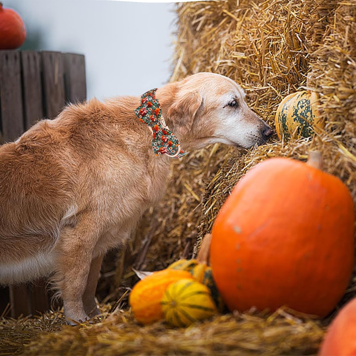 Adorable Fall Dog Collar - Halloween Pumpkin & Flower Print, Adjustable Cotton Collars for All Breeds, Perfect for Stylish Pets!